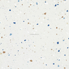 Double Loaded Polished Terrazzo Look Floor Tile AA04T